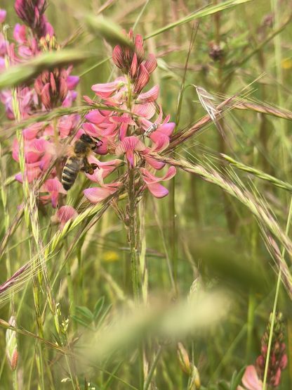 Protéger les abeilles, labélisé bio, adoption possible d'une ruche, miel fait en france